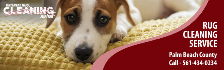 Pet Odor & Stain Removal in Jupiter